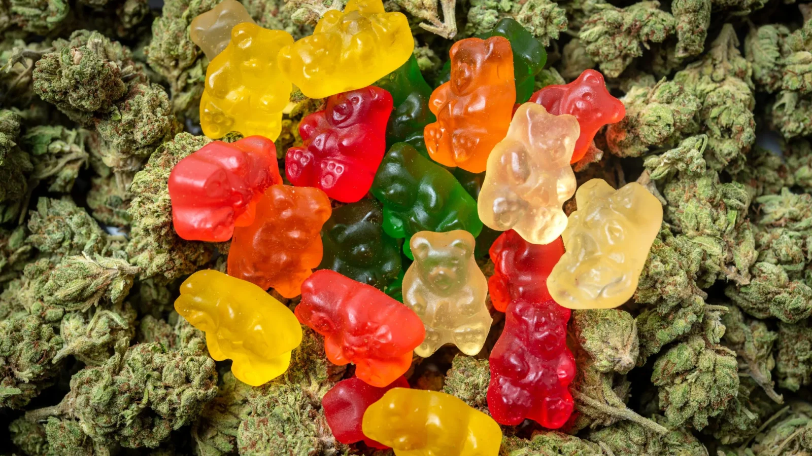 Nuna Harvest